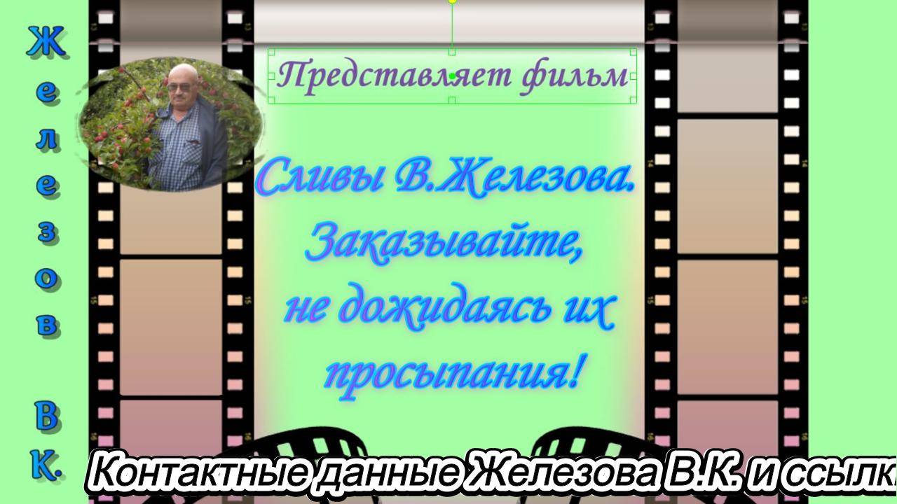 Сливы В.Железова. Заказывайте, не дожидаясь их просыпания!