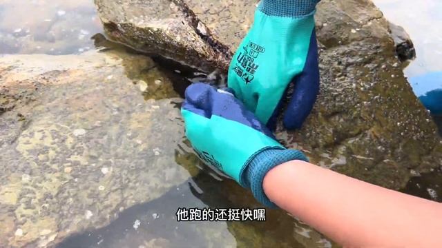 神秘礁石區無人知曉，剛來就抓到了大龍蝦，還有好多海參！ 【牛牛趕海海鮮】