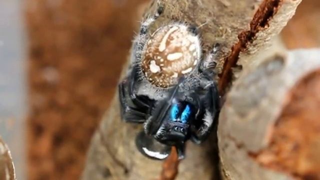 Mating Regal jumping spiders (Phidippus Regius) смотреть онлайн