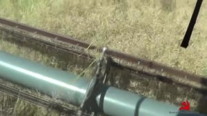 Уборка пошла! Мы на рапсе: Акрос-530 и Дон-1500Б. Вожу урожай на МАЗ-5551.