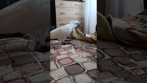 Белохохлый (Альба) какаду пытается навести порядок