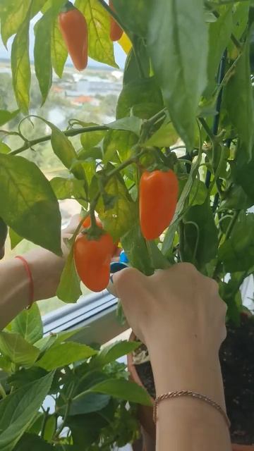 Перец круглый год. Сентябрь на дворе, а огород на подоконнике дает урожай. Сладкий мини перчик дома смотреть онлайн