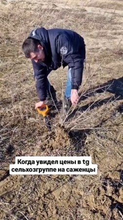ОБЛЕПИХА