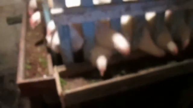 Клетки для кур бройлеров смотреть онлайн