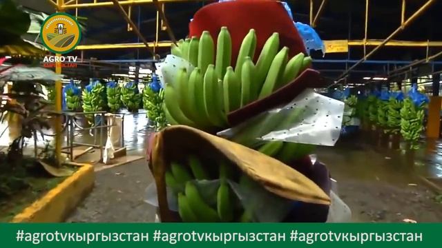 Биз көрбөгөн банан бак. Түшүм кандай жыйналат? Видео смотреть онлайн