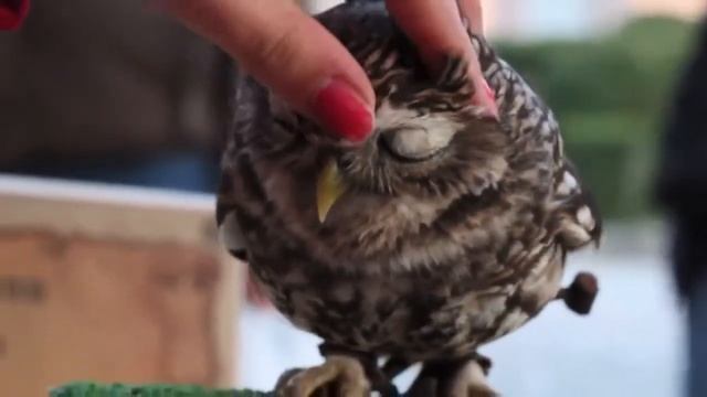 Что будет, если погладить сову смотреть онлайн