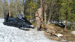 ЗАГАДОЧНАЯ НАХОДКА В ЛЕСУ / ОТ ЛОШАДИ НИЧЕГО НЕ ОСТАЛОСЬ / МЕДВЕДЬ ЕЩЁ НЕ ПРИХОДИЛ СЮДА.