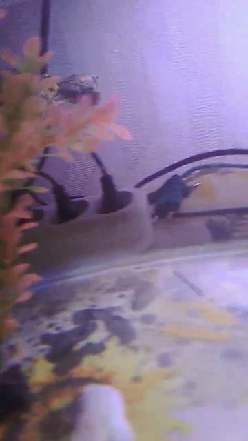видете вы всё легко а снимать тяжело рыбы бегают по всему аквариуму #ютуб #хочуврек #мила #рыбы🐢🐟🐠❤ смотреть онлайн