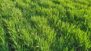 озимый ячмень,как вытянуть хороший урожай, после месяца заморозков и недостатка влаги .В Донбассе.