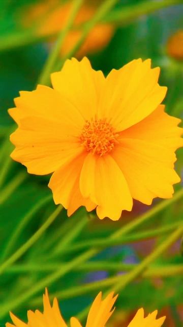 Unlocking the Beauty and Secrets of Flowers with a Phone Telephoto Lens! #beauty #nature #mobile смотреть онлайн