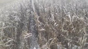 Торум 780. Корнмастер 8. Кукуруза no-till по подсолнечнику.