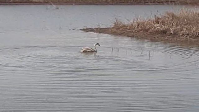 Лебедя Кешу который перезимовал в сарае выпустили на волю.
