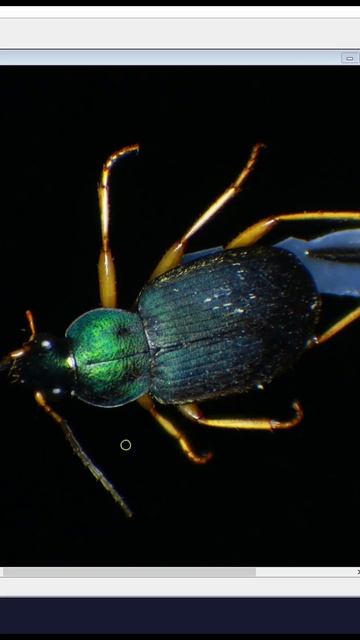 My macro photo workflow