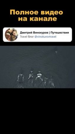 Камчатка / Касатки