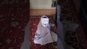 Снюсоед арабской породы (домашний)