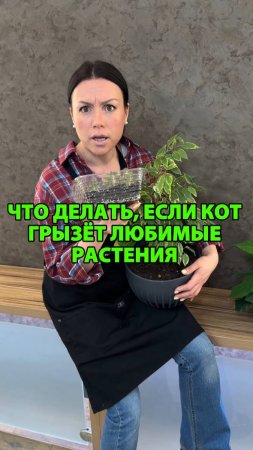 Что делать, если кот грызёт цветы или рассаду