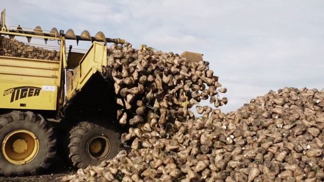 Копка сахарной свёклы с(ф)г "Промінь" смотреть онлайн