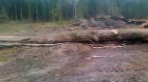 Лесозаготовка тдт-55