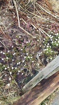 ПОДСНЕЖНИКИ