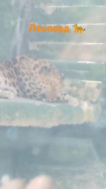 Леопард, московский зоопарк,, снежный барс,, смотреть онлайн
