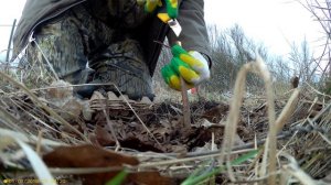 Прививка яблони Карпов на сеянец китайским прививочником