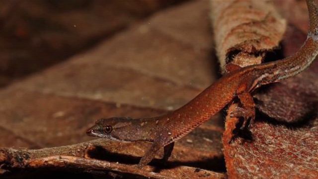 Top 15 smallest Animals In The World! смотреть онлайн