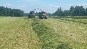 Заготовка сочных кормов