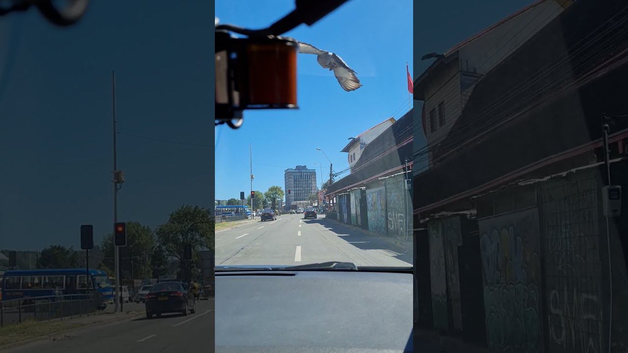 Дорога в аэропорт Пуэрто-Монта / Юг Чили / Vamos en aeropuerto de Puerto Montt