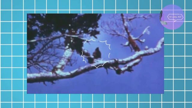 kauai o'o bird || the last bird 😿 || tamil || #kauai #fact #viralvideo #rare #bird смотреть онлайн