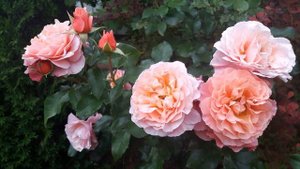 Обзор на цветы в саду