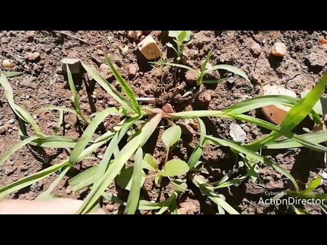 Как я избавляюсь от травы... смотреть онлайн