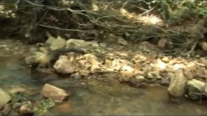 Зов тайги  Харза