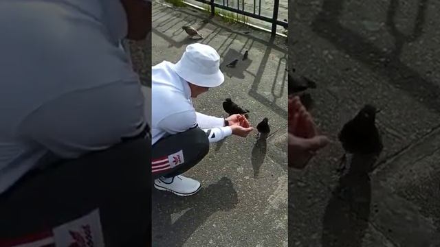Мурманск голуби едят из рук у людей
