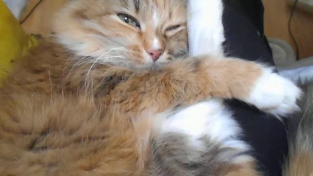 Любимая лапа)) Кошка Подушка. смотреть онлайн