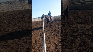 Обучение дикой Лошади жеребец 2года