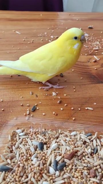 Как я рада !!! Арчи кушает с моих пальчиков !!!-Как приручить волнистого попугая.