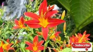 Hemerocallis Crimson Pirate