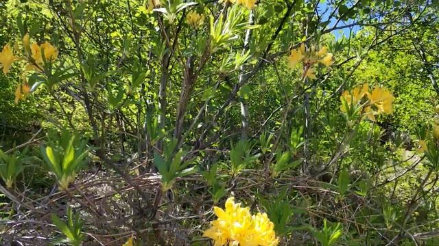рододендрон смотреть онлайн