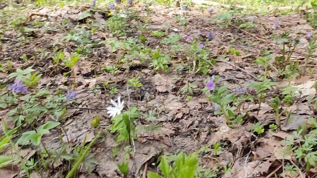 #лес #весна #подснежники #коп гуляем по лесу и взял с собой металлоискатель хп орх смотреть онлайн