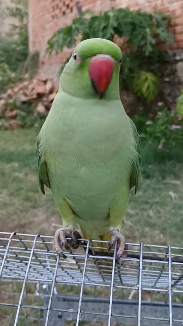 Parrot Sound Video смотреть онлайн