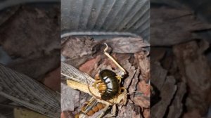 Сколопендра ест саранчу. "Хищник"