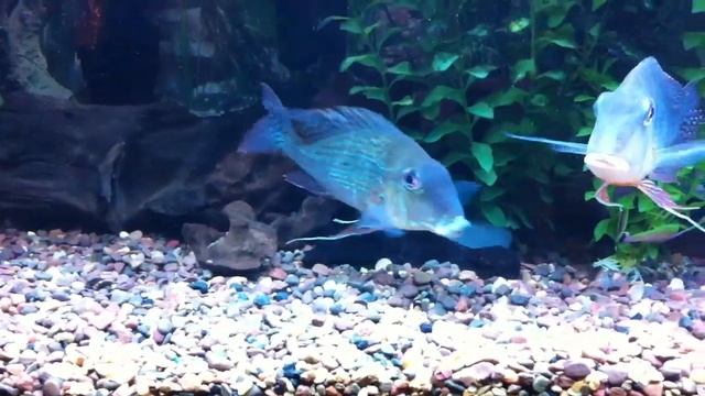 Geophagus Surinamensis смотреть онлайн