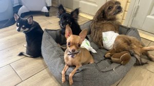 Трое в лодке, а Тосю не взяли 11 августа