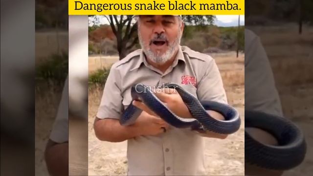 य ह दनय क सबस खतरनक सप  worlds dangerous  snake crushr shorts