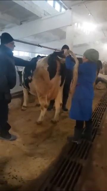 Как берут кровь у коров? Забор анализов у КРС. Ветеринарная экспертиза. Ветеринария. Кровь коровы смотреть онлайн