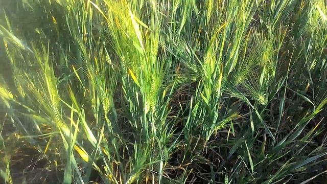 Ячмень яровой посеяный по стерне СЗ-3,6. Проба No-till
