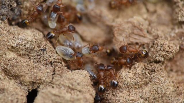 Bosslankmier Temnothorax nylanderi, werksters смотреть онлайн