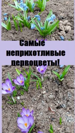 Какие первоцветы можно посадить один раз на десятки лет?