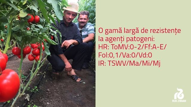 Alamina RZ F1 (in Romanian language) смотреть онлайн