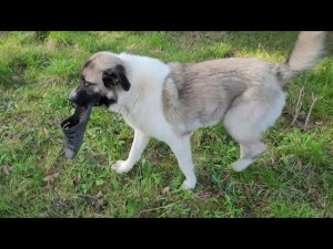 Собаки стащили у кого-то тапок и галошу / Perros en Rusia también roban zapatos